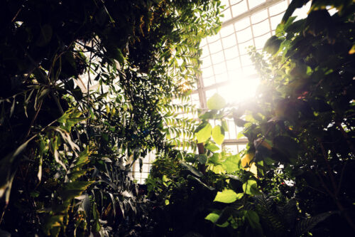 Morning sunlight filtering through tropical foliage at the Schmetterlinghaus.