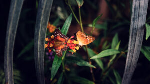 Two butterflies resting on bright orange flowers inside the Schmetterlinghaus in Vienna.