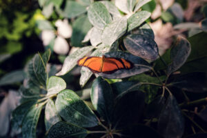 Tropical butterflies among flowering plants at the Schmetterlinghaus.