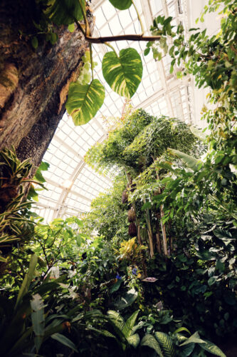 Plantas tropicales y palmeras altas bajo el techo de cristal del Schmetterlinghaus en el Burggarten.