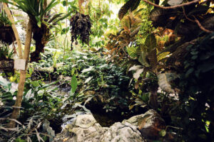 Interior of the Art Nouveau butterfly house in Vienna’s Burggarten.