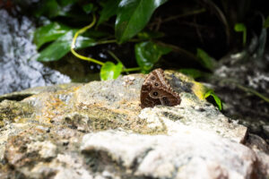 Tropical plants and butterflies at the Schmetterlinghaus Vienna.