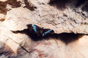 Blue Morpho butterfly resting on a leaf inside the Schmetterlinghaus.