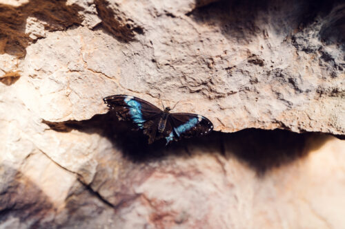 Blue Morpho butterfly resting on a leaf inside the Schmetterlinghaus.