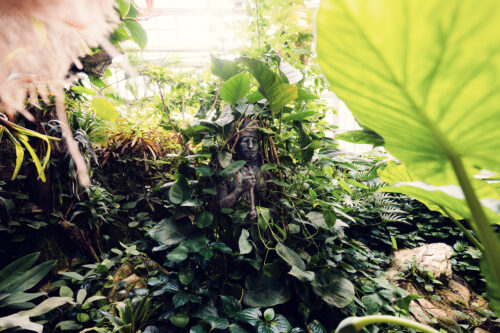 The combination of Victorian architecture and tropical flora creates perfect photography conditions.