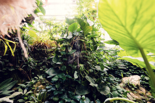 Art Nouveau glass roof and tropical greenery inside the Schmetterlinghaus.