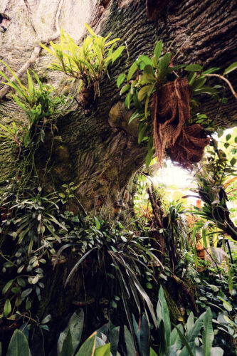Tropical plants frame perfect views of butterfly activity.