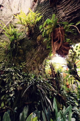Tropical plants and butterfly activity at the Schmetterlinghaus.