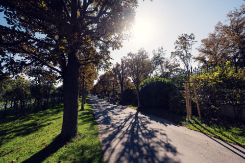 Sunlit tree-lined path through Volksgarten Vienna on an autumn afternoon.