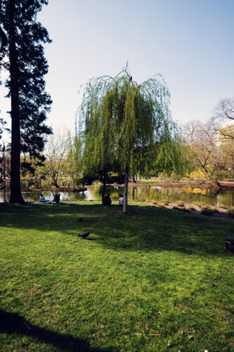 Native and exotic tree specimens in Stadtpark, representing Vienna's 19th-century botanical collection.