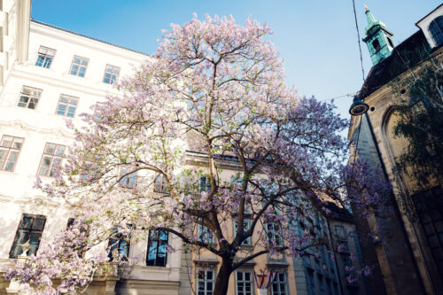 Blooming purple Paulownia tree flowers Vienna first district Innere Stadt spring.